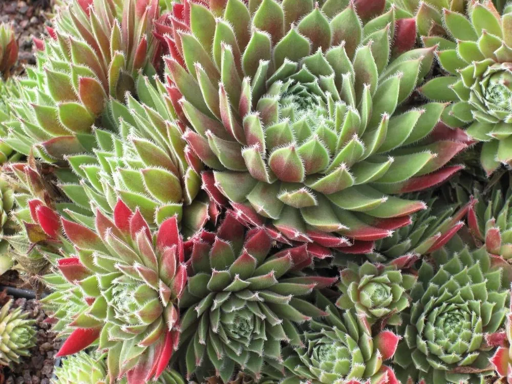 Молодило Sempervivum