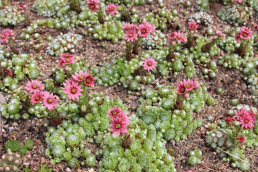 Молодило Sempervivum Cassiopea