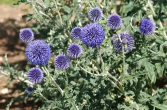 Мордовник Echinops