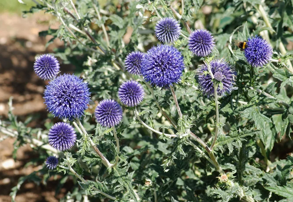 Мордовник Echinops