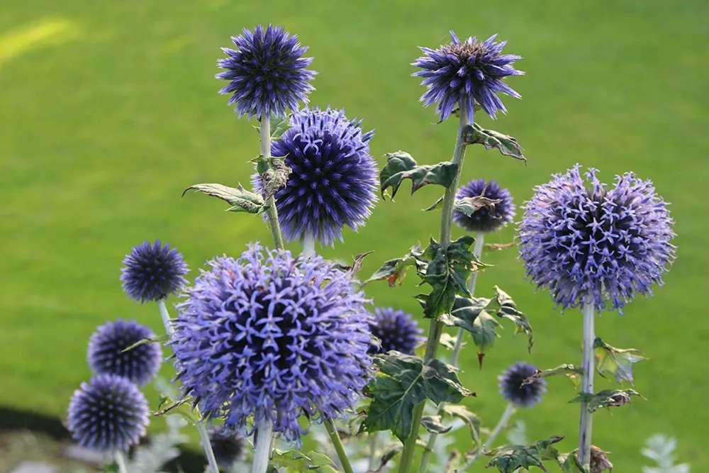 Мордовник Echinops ritro