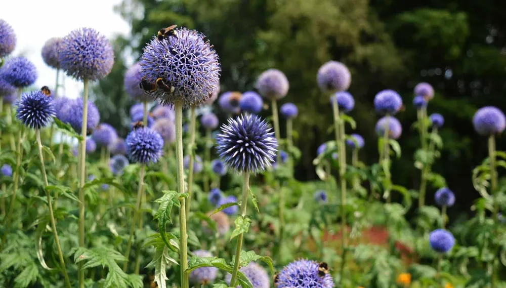 Мордовник обыкновенный Echinops ritro