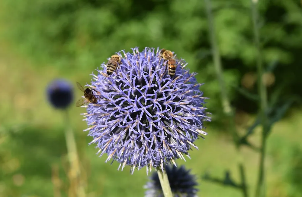 Мордовник обыкновенный Echinops ritro