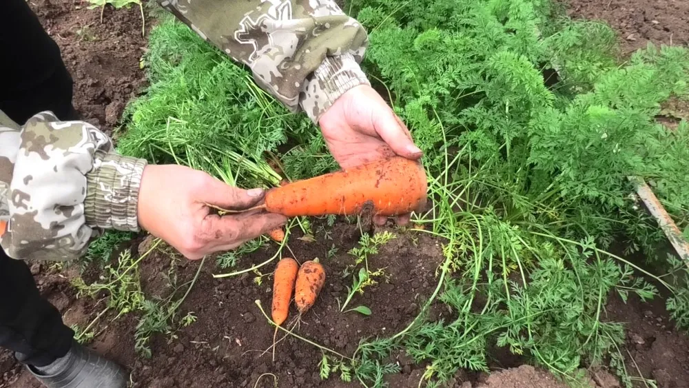 Морковь Шантане