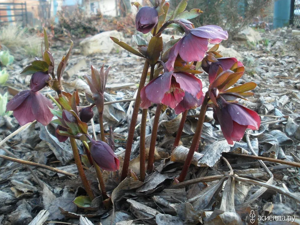 Морозник Double Ellen Purple