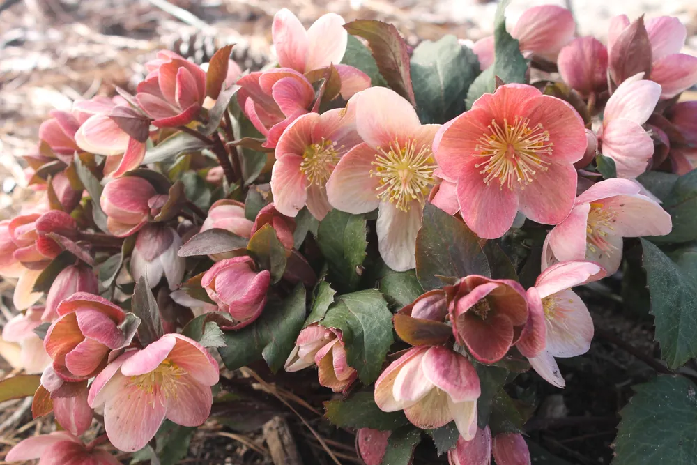 Морозник геллеборус Helleborus