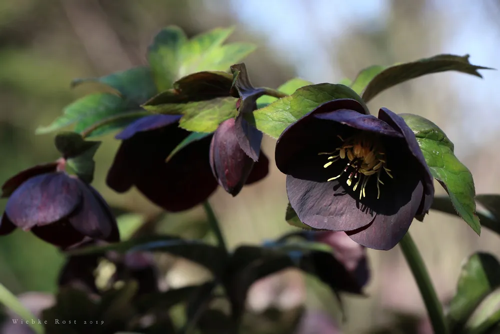 Морозник Helleborus