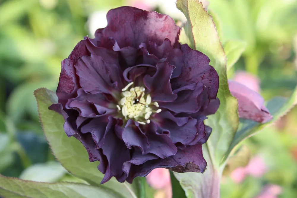 Морозник Восточный Helleborus orientalis Double Ellen Purple