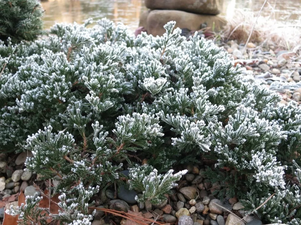 Можжевельник Andorra variegata