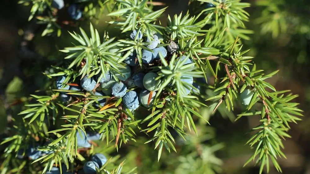 Можжевельник Juniperus communis