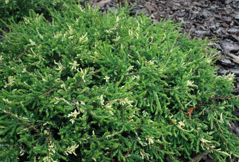 Можжевельник Juniperus communis spotty Spreader