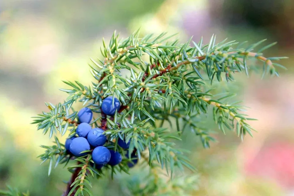 Можжевельник обыкновенный Juniperus communis