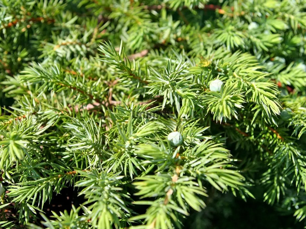 Можжевельник Прибрежный Juniperus conferta