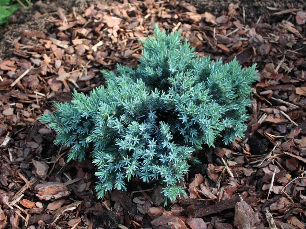 Можжевельник Скуамата Блю