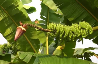 Musa acuminata