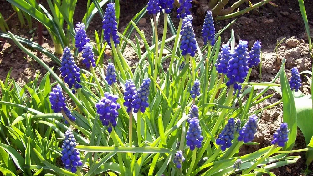 Muscari armeniacum