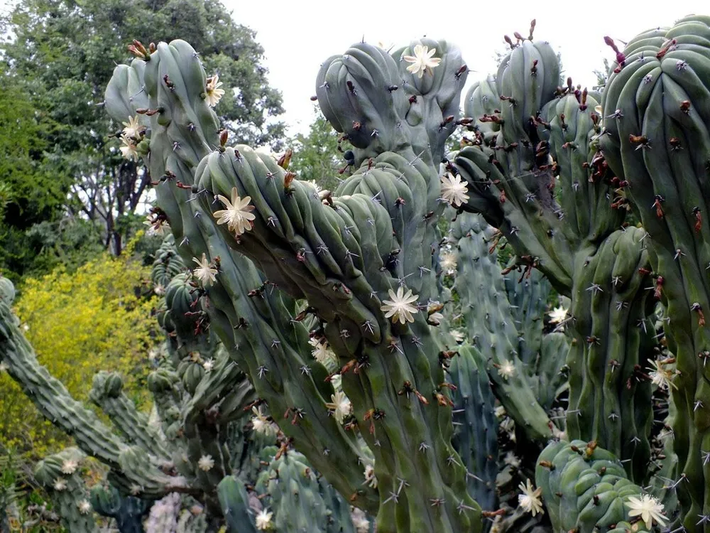 Myrtillocactus geometrizans