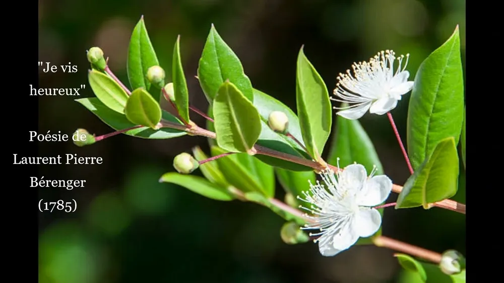 Myrtus communis