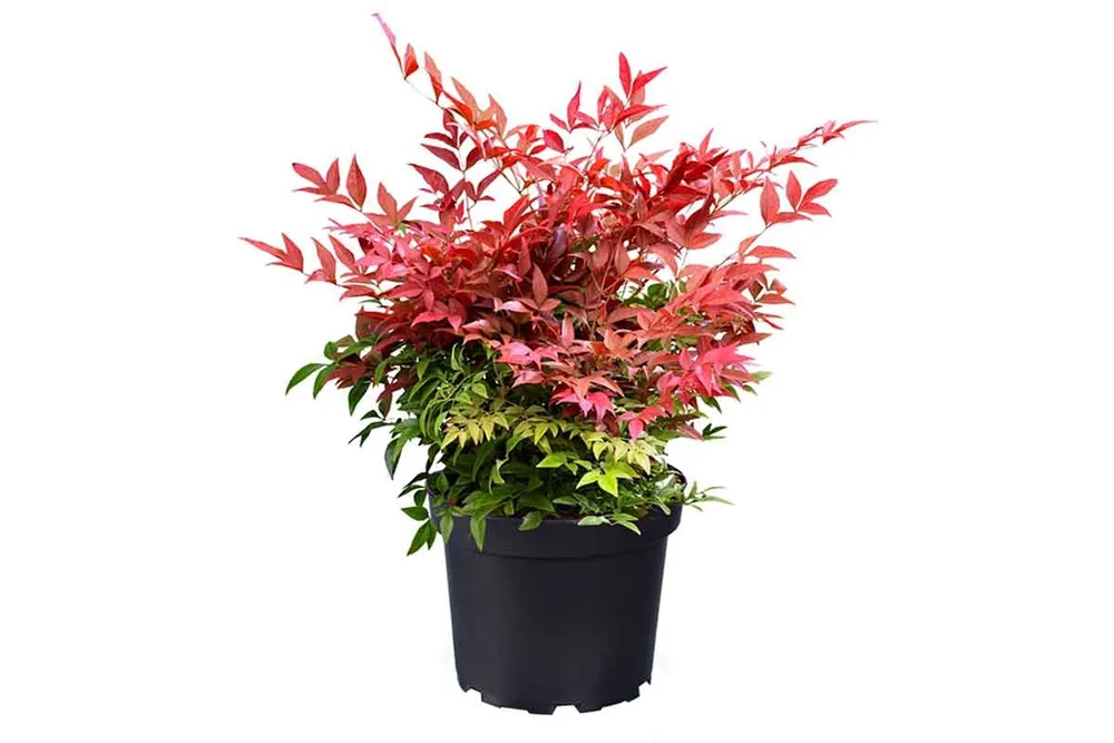 Nandina domestica