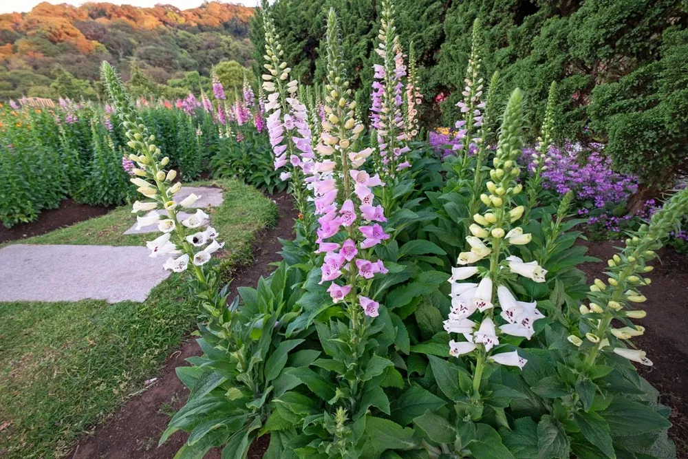 Наперстянка Foxglove