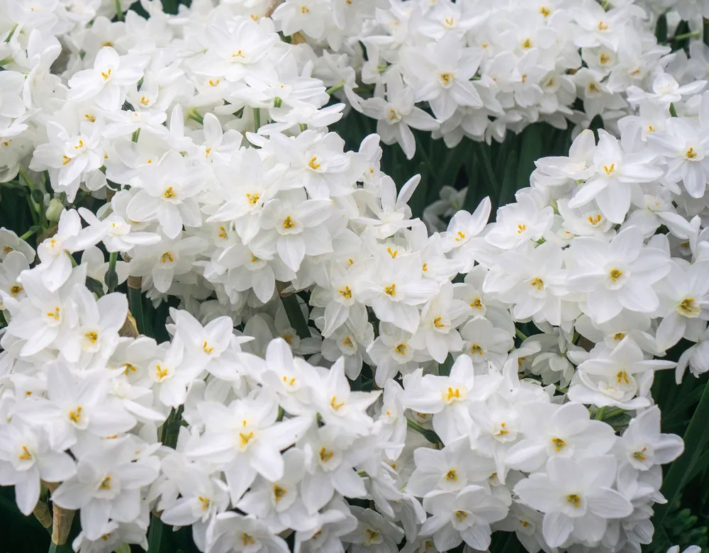 Narcissus Indoor Paperwhite Ziva