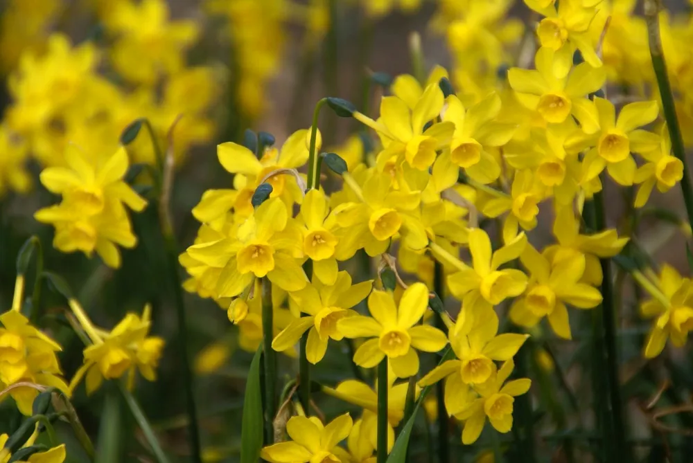 Narcissus Jonquilla