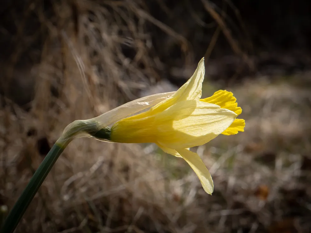 Narcissus pseudonarcissus