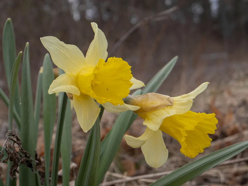 Narcissus pseudonarcissus