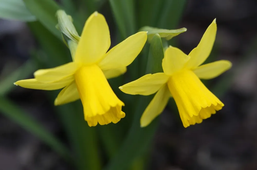 Narcissus pseudonarcissus