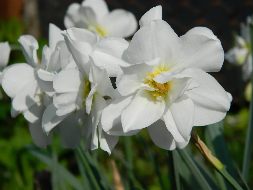 Нарцисс Albus Plenus odoratus