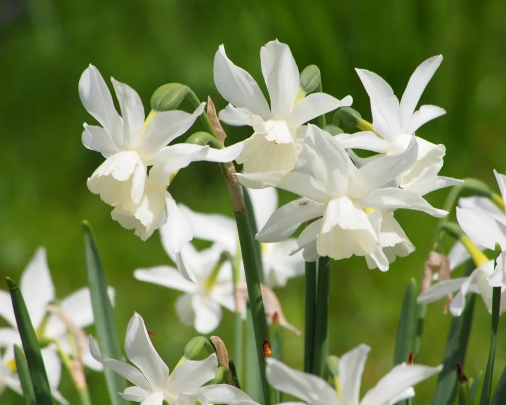 Нарцисс Albus Plenus odoratus