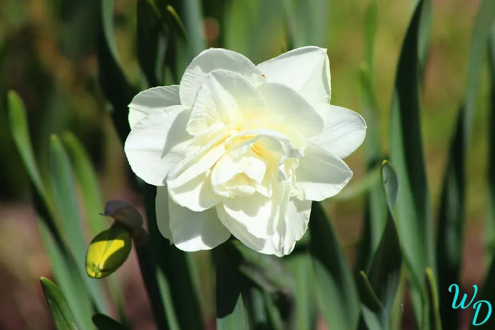 Нарцисс Albus Plenus odoratus