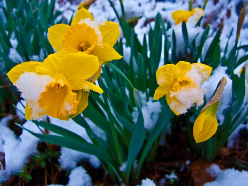 Нарцисс Oregon Snow