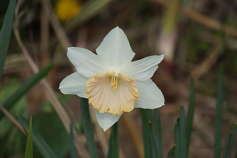 Нарцисс papillon Blanc