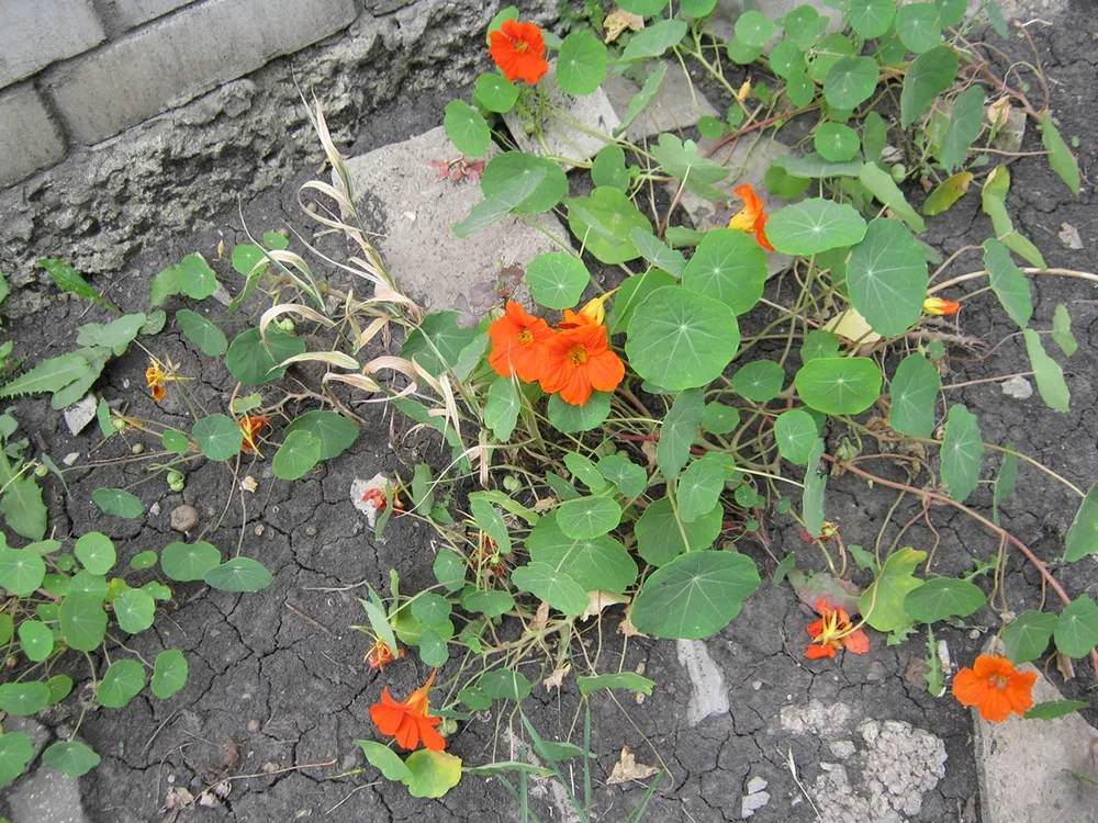 Настурция шелковый путь фото