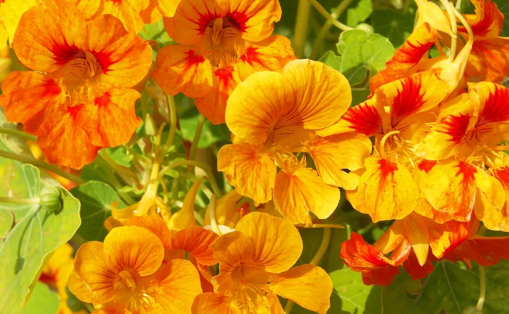 НастурцияTropaeolum