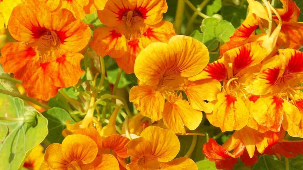 НастурцияTropaeolum