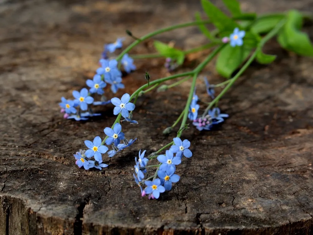 Незабудка Альпийская Myosotis alpestris