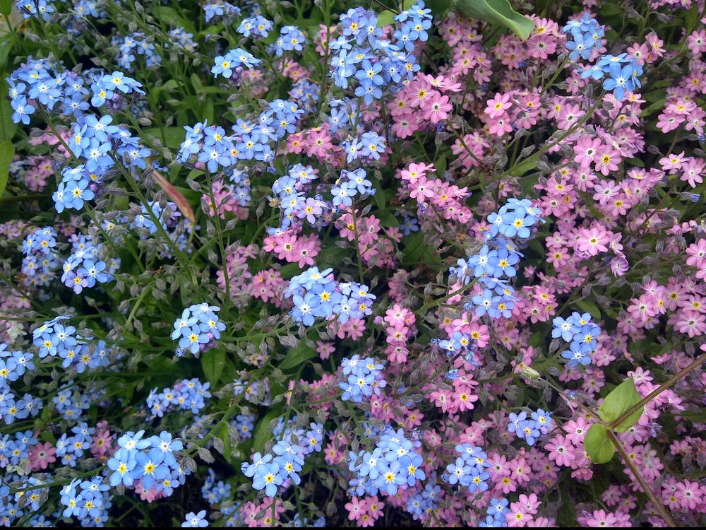 Незабудка Альпийская Myosotis alpestris