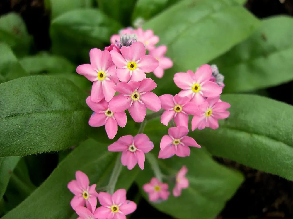 Незабудка Альпийская Myosotis alpestris