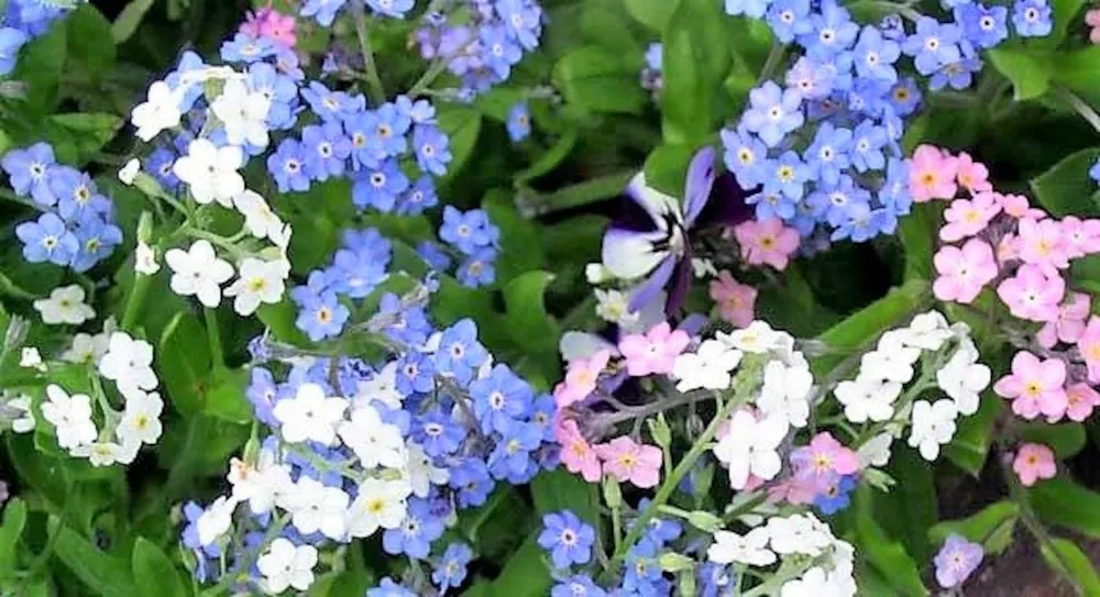 Незабудка Альпийская Myosotis alpestris