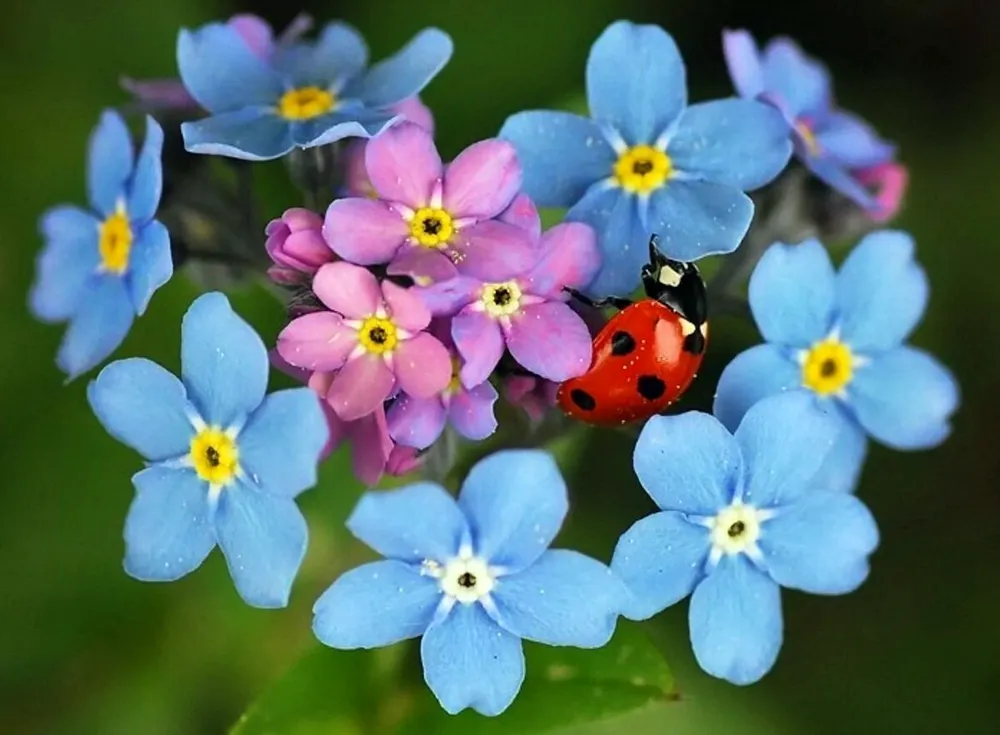 Незабудка Альпийская Myosotis alpestris