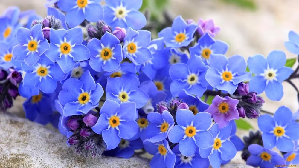 Незабудка Альпийская Myosotis alpestris