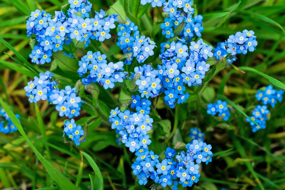 Незабудка Альпийская Myosotis alpestris