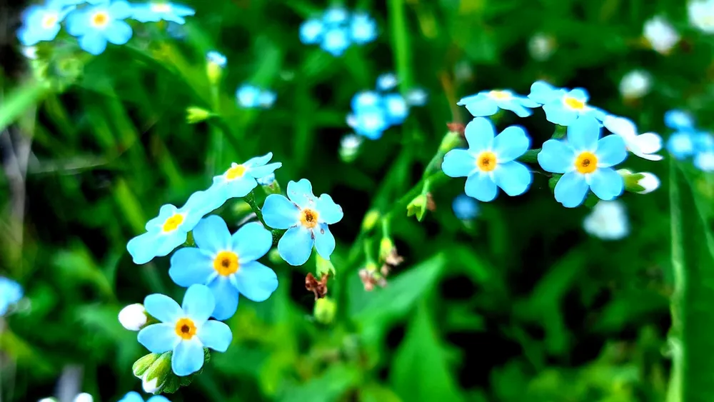 Незабудка Альпийская Myosotis alpestris