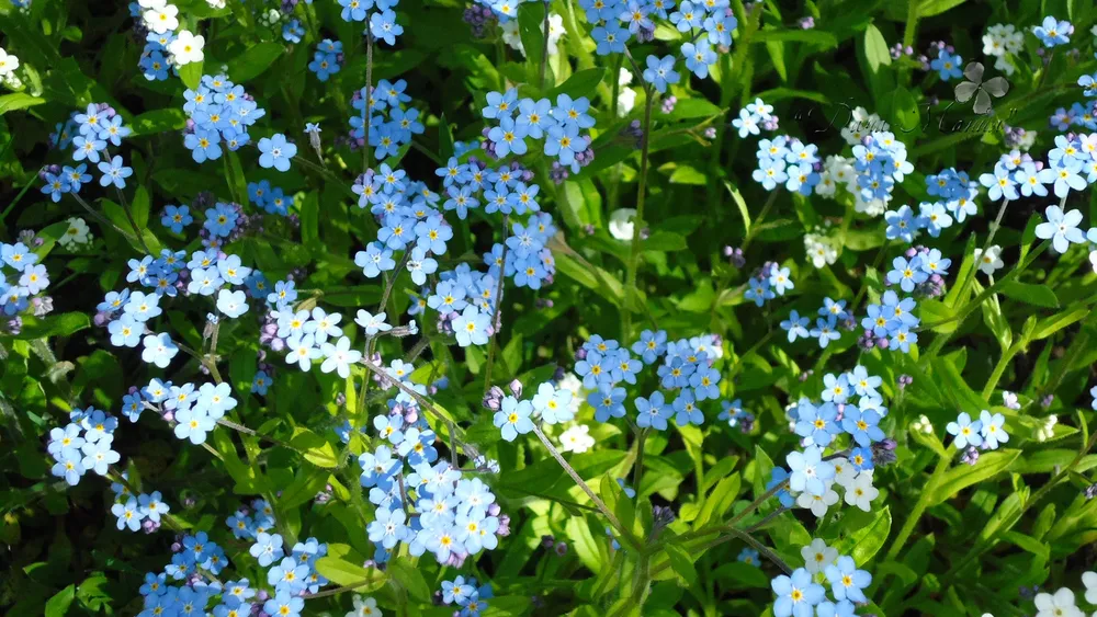 Незабудка Альпийская Myosotis alpestris