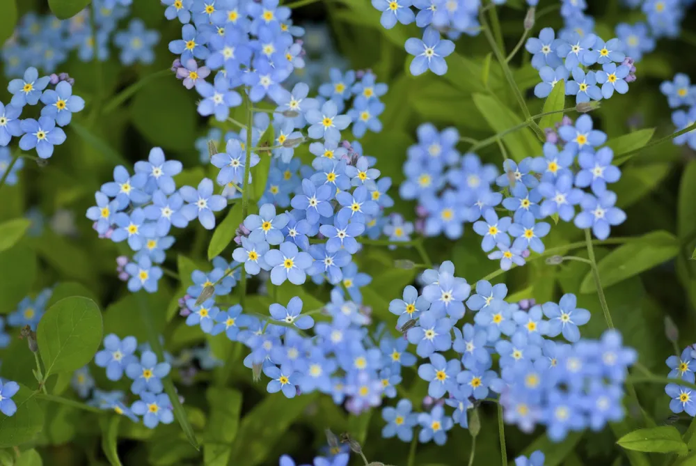 Незабудка Лесная Myosotis sylvatica