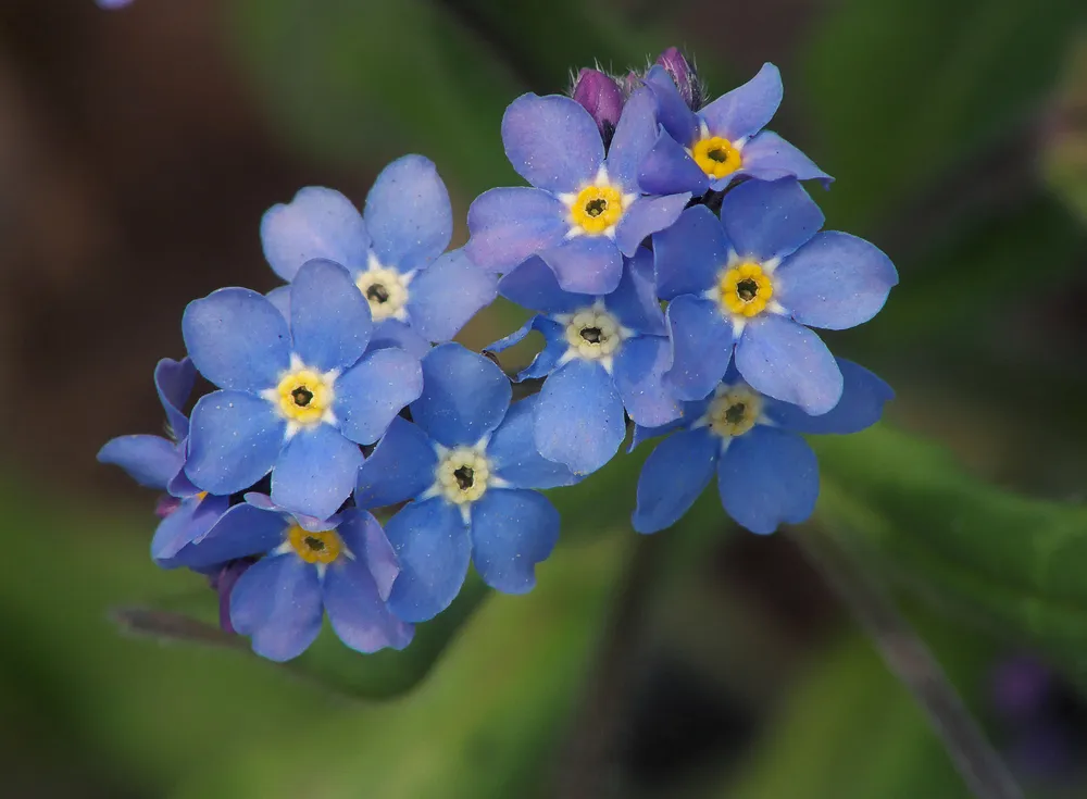 Незабудка Лесная Myosotis sylvatica