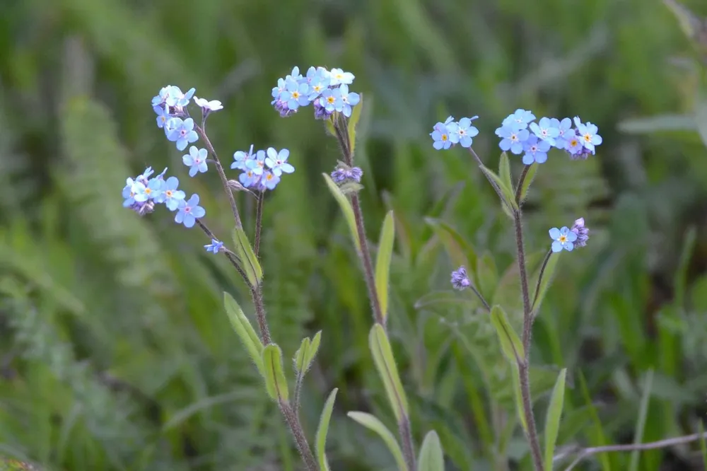 Незабудка Полевая Myosotis arvensis