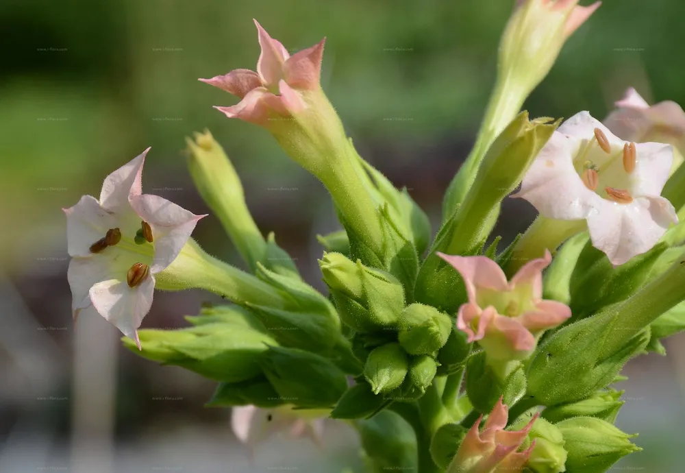 Nicotiana